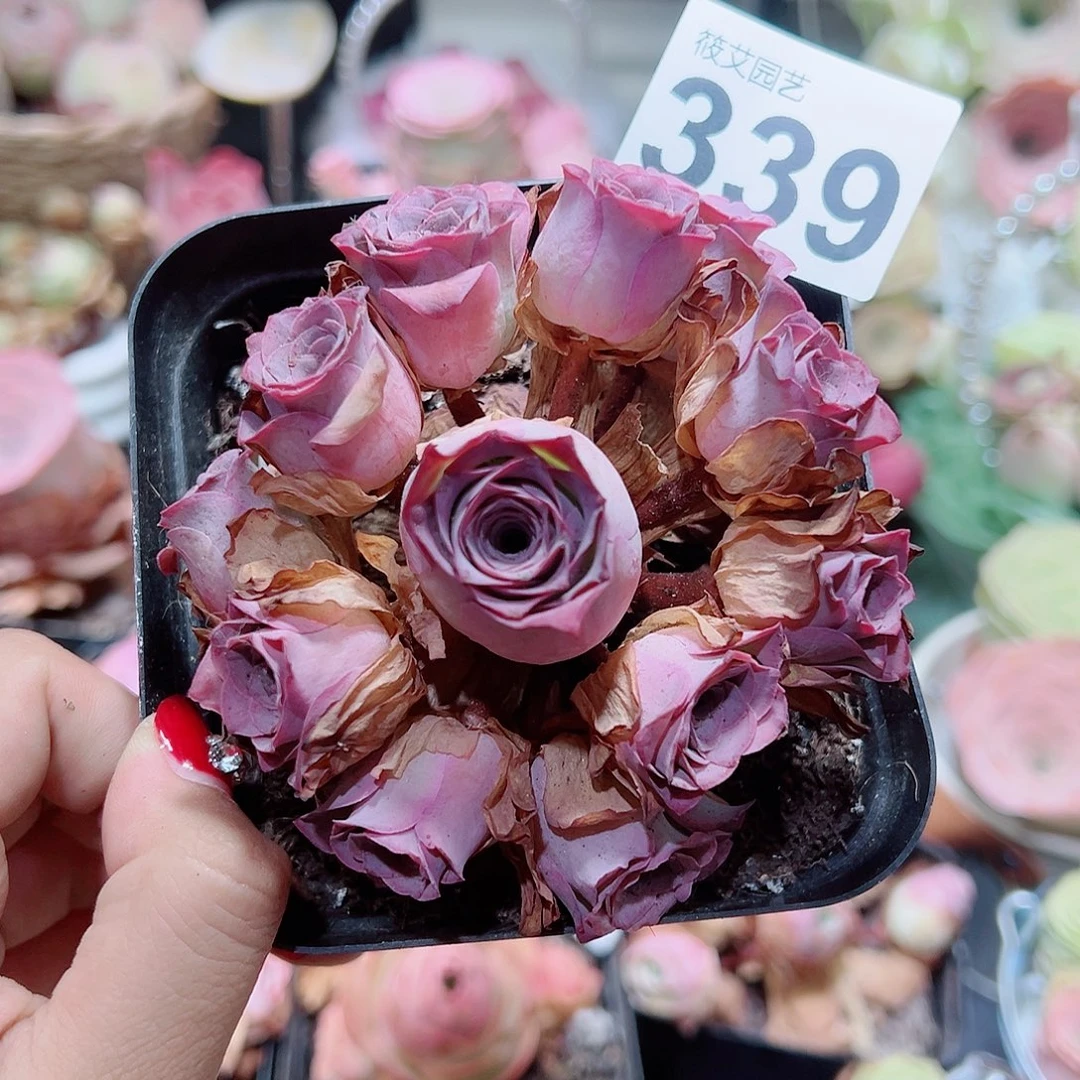 339紫玉飘枝手捧花。