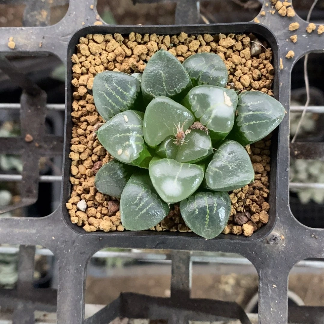 姬翠一颗 开播福利