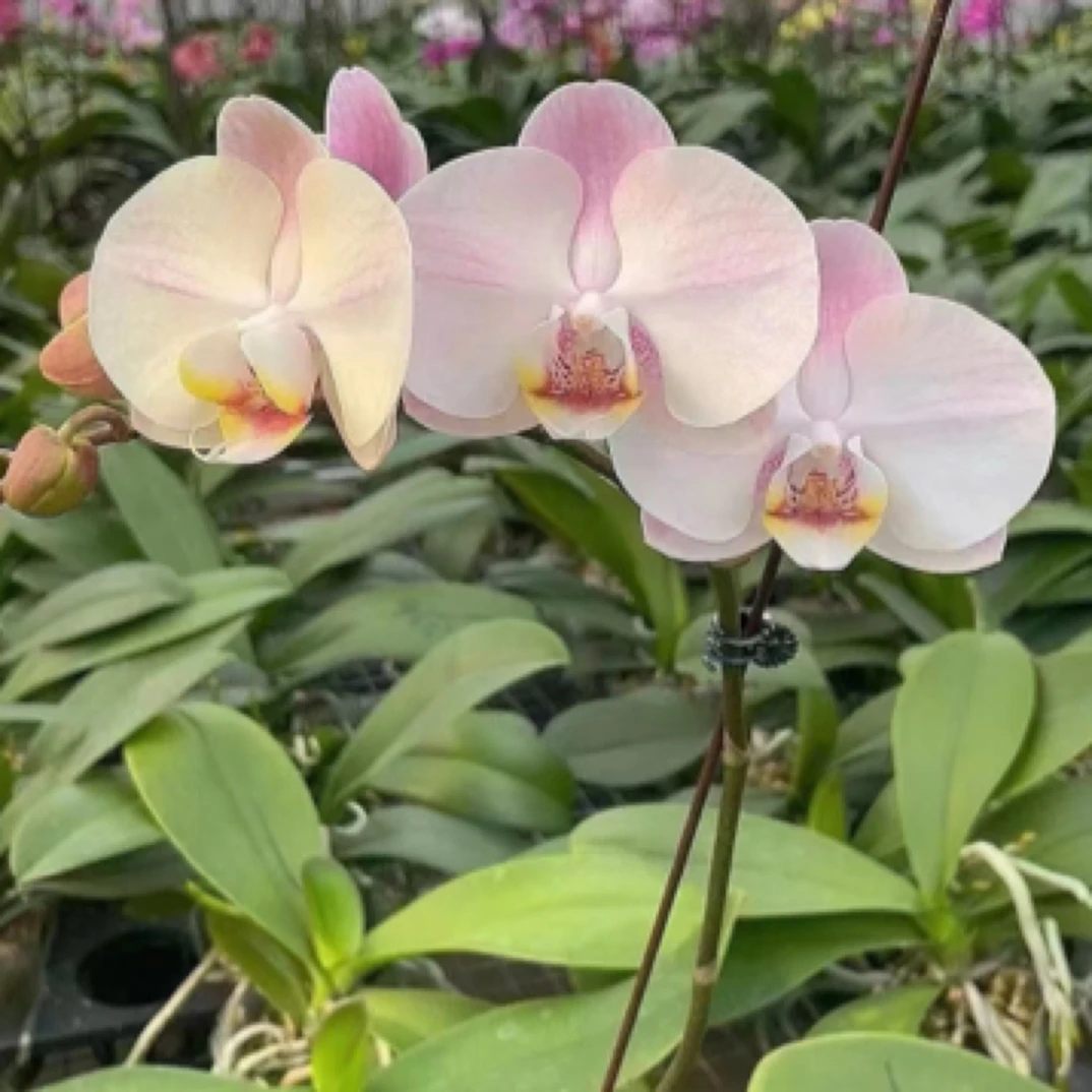 和鸣油画WK2395蝴蝶兰3.0寸花苗仅是苗无花（小苗子根系少量）