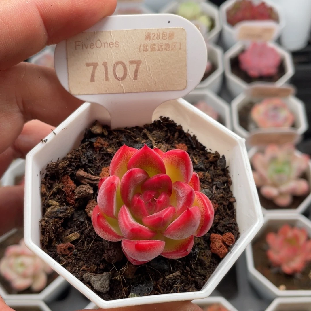 弗罗瑞安娜7107-3.5厘米