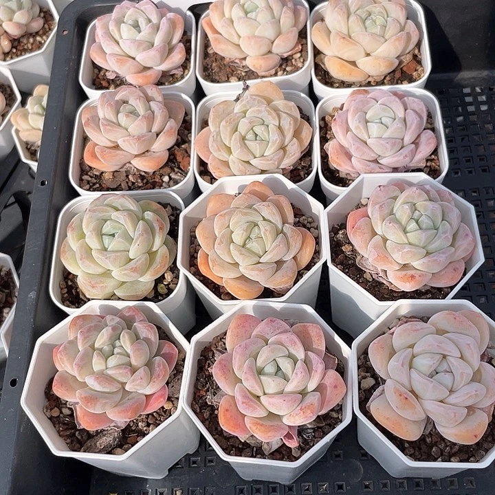 薇薇安园艺多肉0882