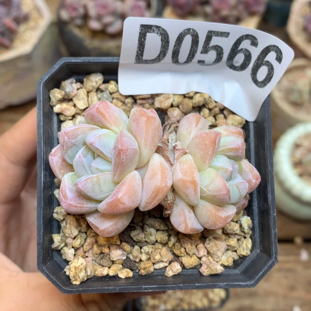 飘***雪D0566 飘雪 专拍冰玉双头