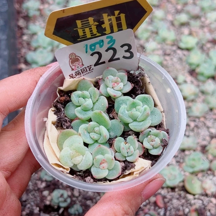 多肉植物多肉植物