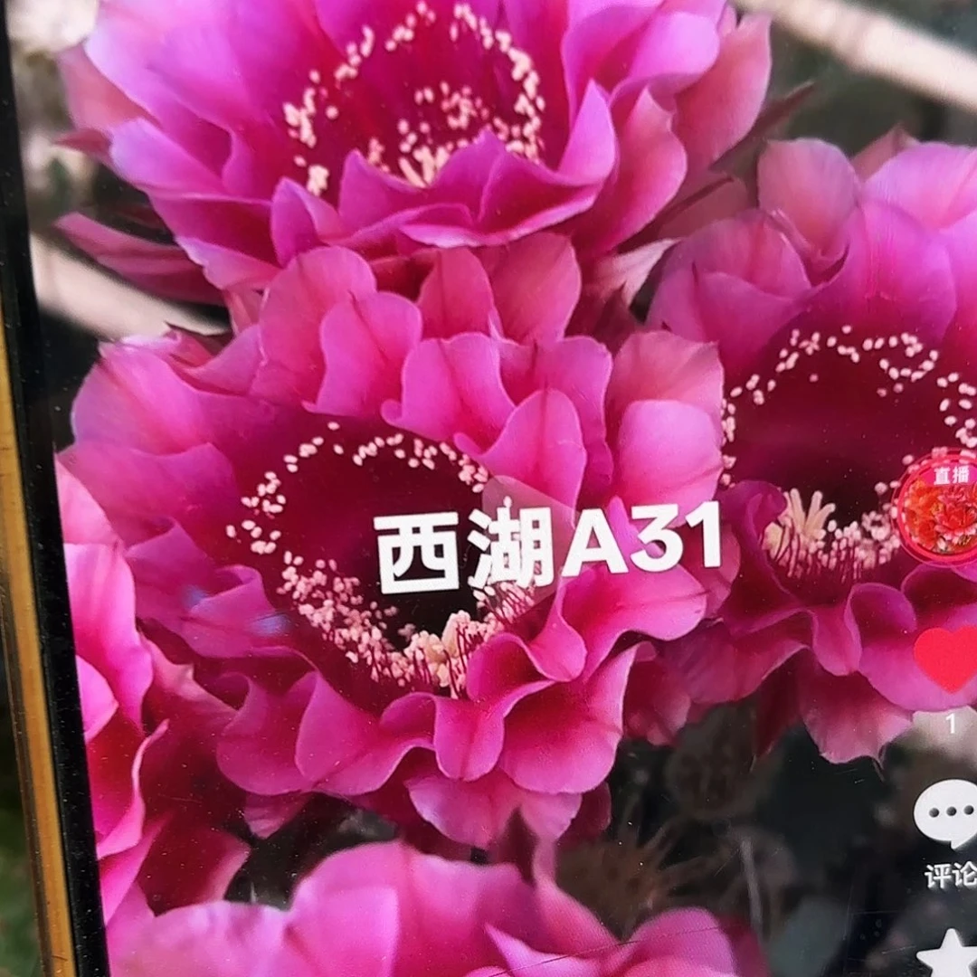 A31彩20包邮仙人球22