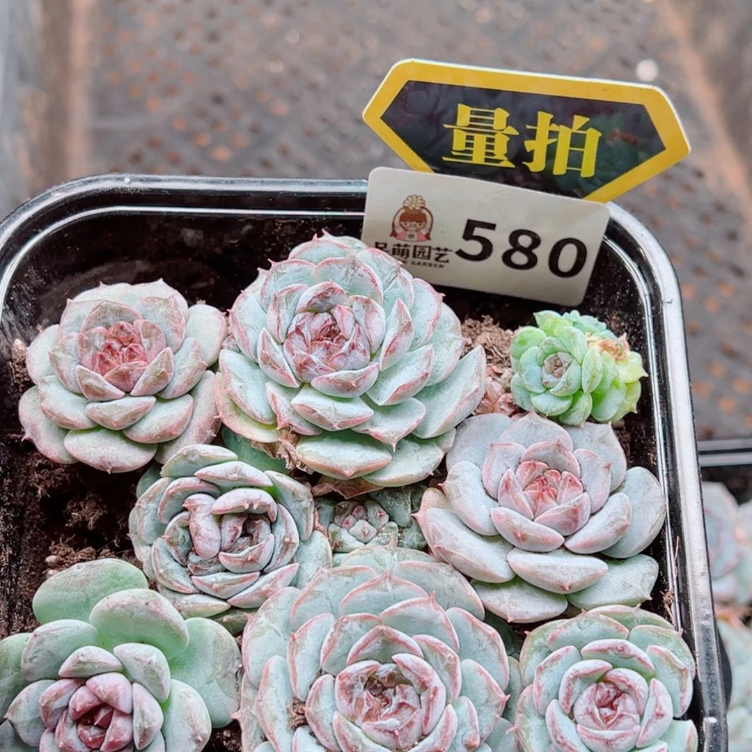 多肉植物多肉植物