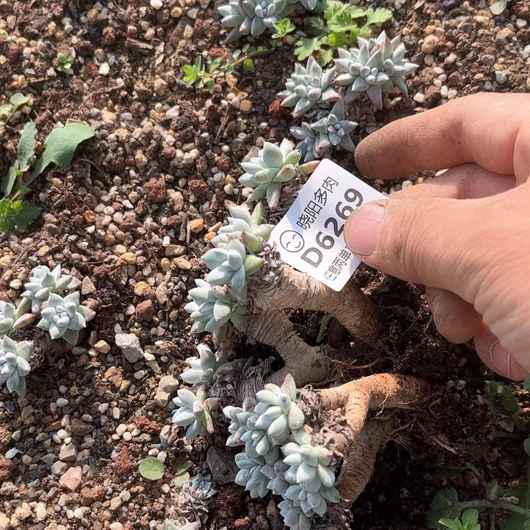6269白菊两颗仙女杯多肉