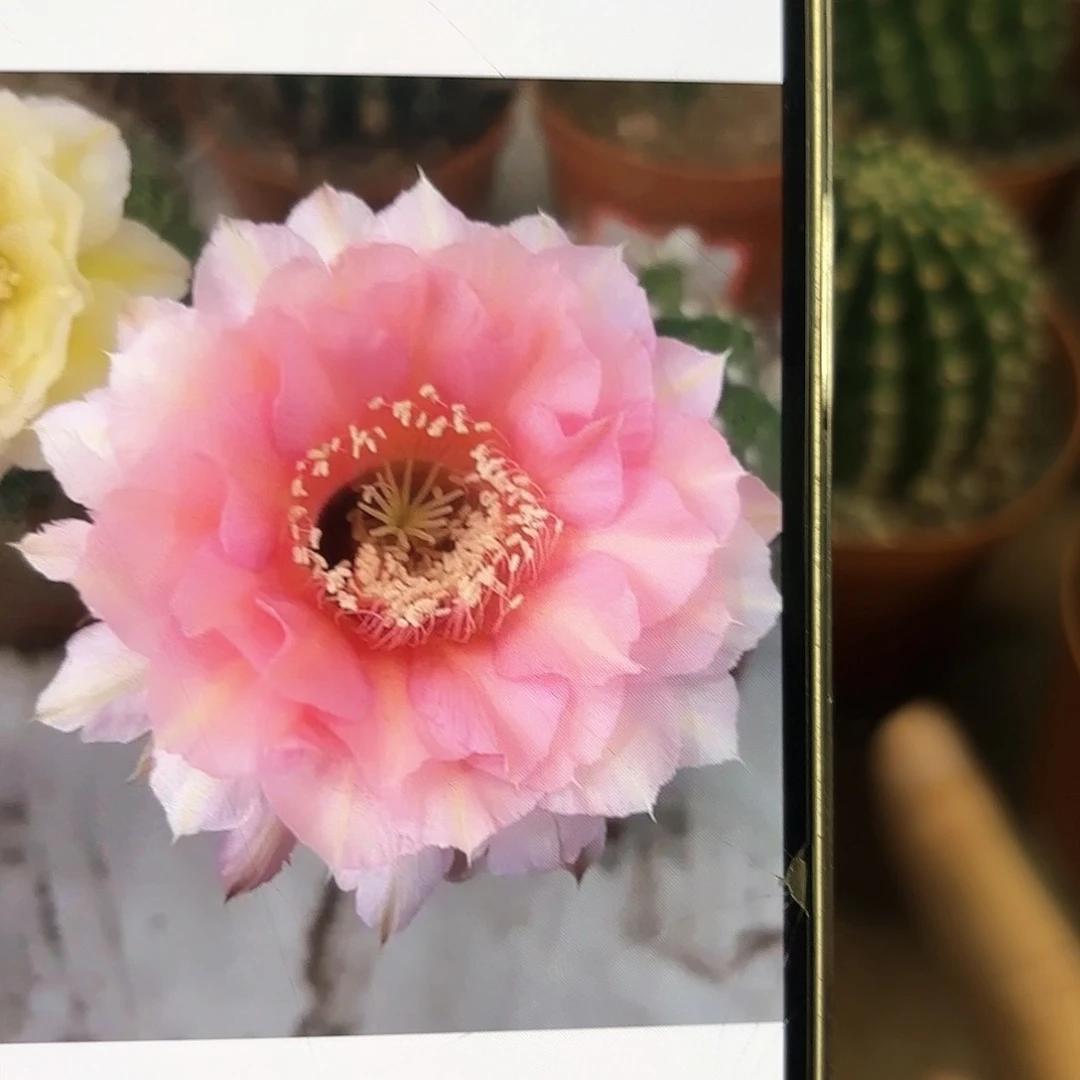 彩草1-51号6公分左右炸裂