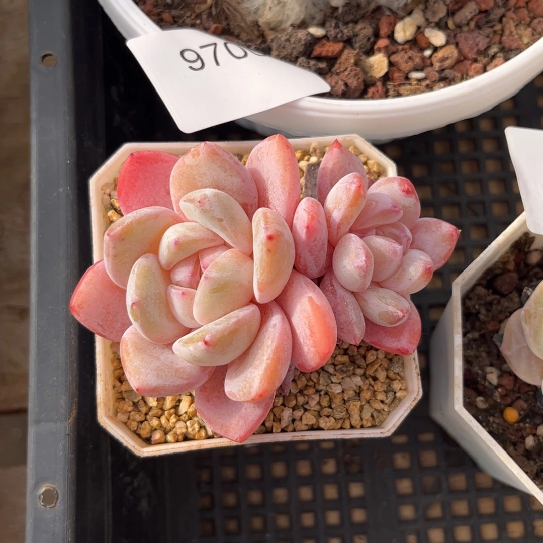 9501双头糖果多肉