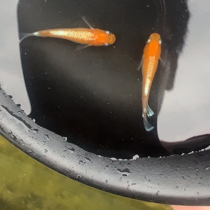 青鳉林血红赤壁1公1母