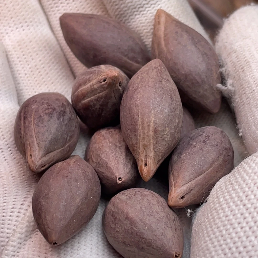 橄榄核手串/手链1.5左右尺寸10打孔