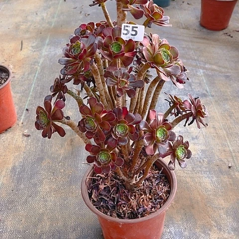 全部花朵黑豆法师法师55