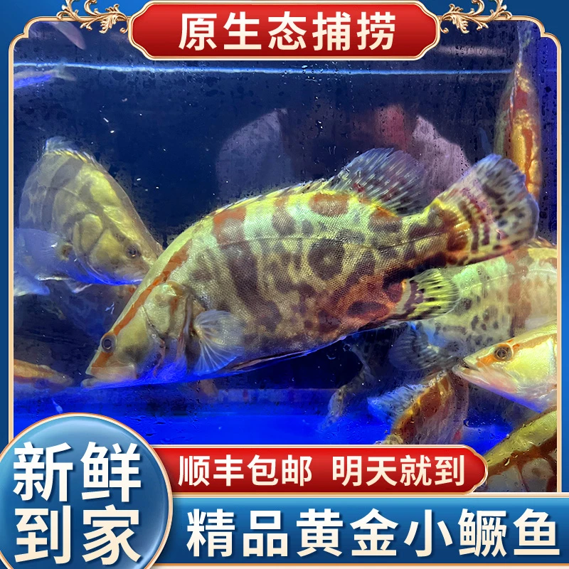 【活鱼现发】【黄金鳜鱼】新鲜精品正宗鳜鱼桂鱼淡水鱼冷水鱼黄金鳜鱼观赏鱼 顺丰包邮 今天拍明天到
