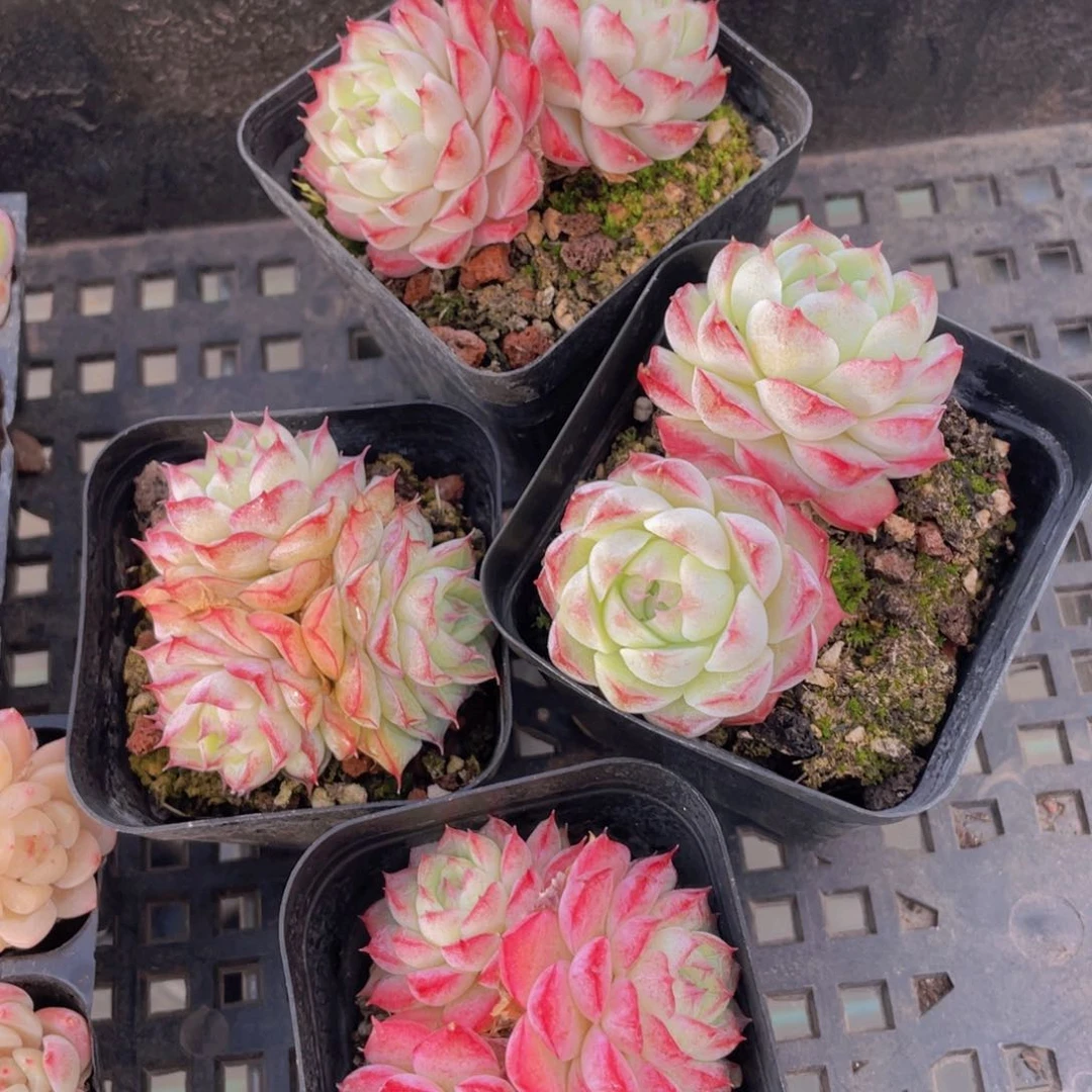 495号天花板女王精品一个