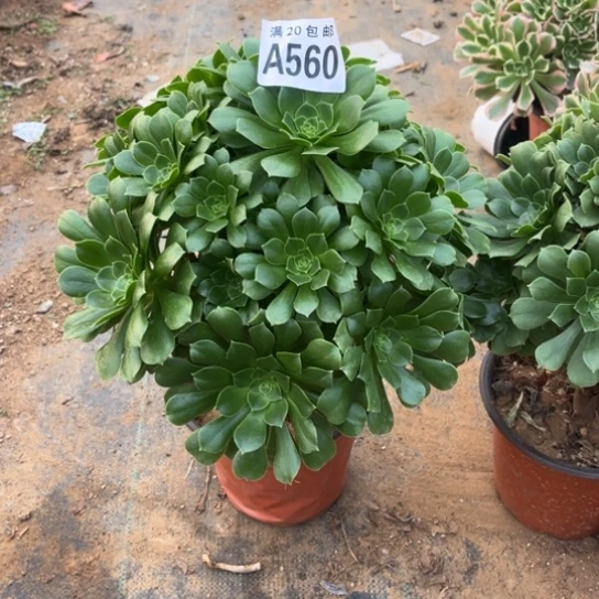 569绿羊绒不包断枝