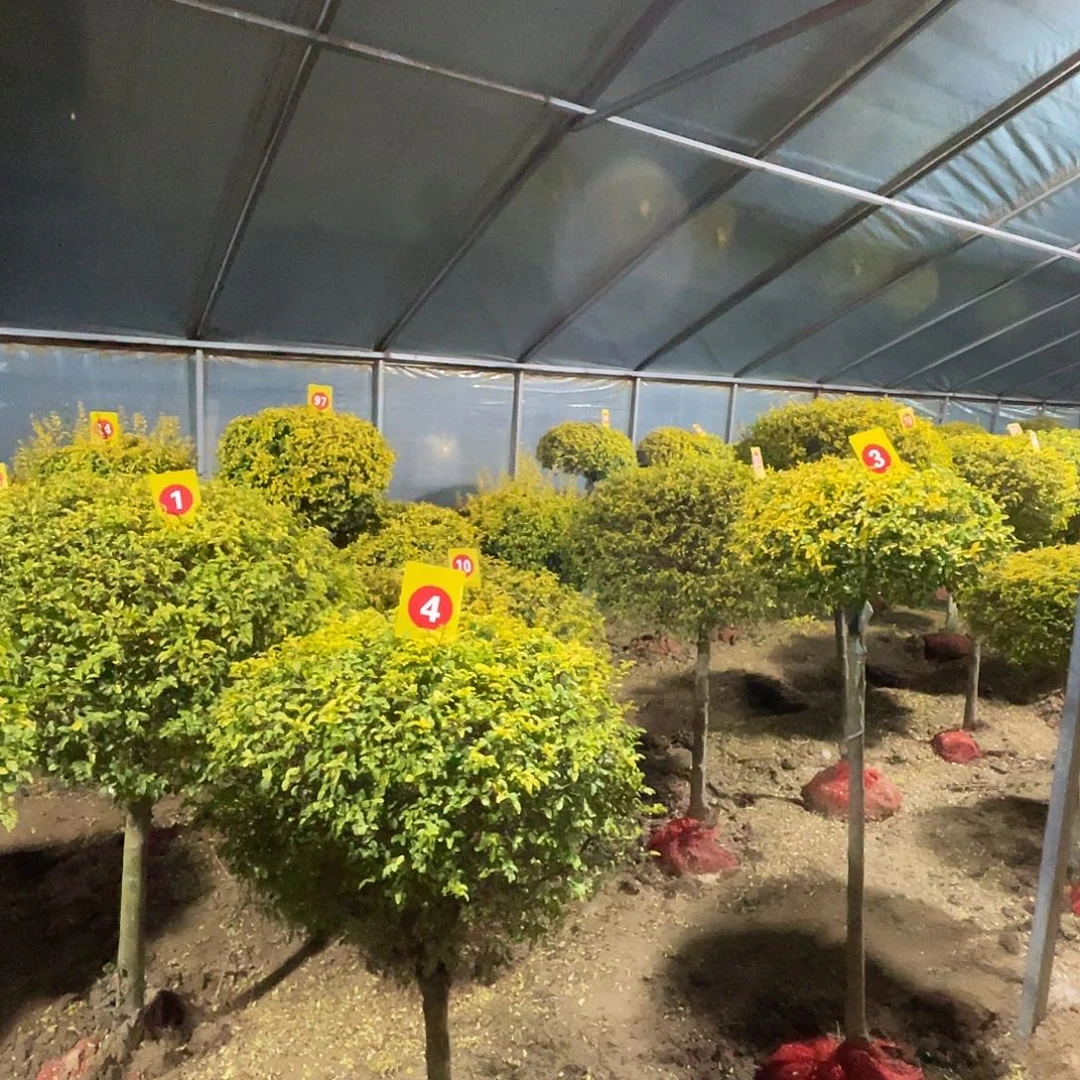 时***姐无花朵棒棒糖亮晶女贞造型