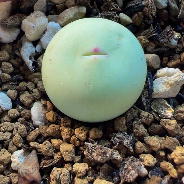 563多肉植物种类多样