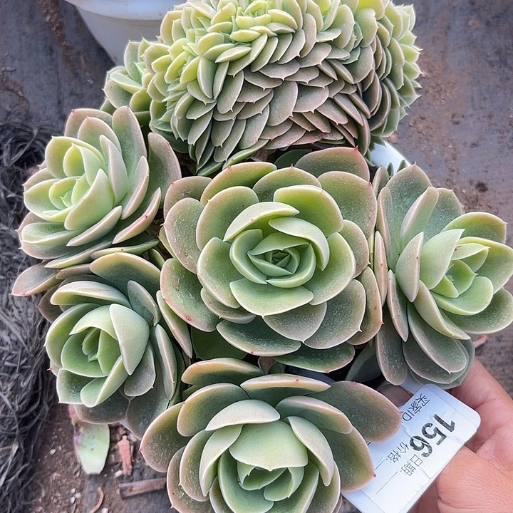 两单包邮，一物一拍156星哪塔缀化