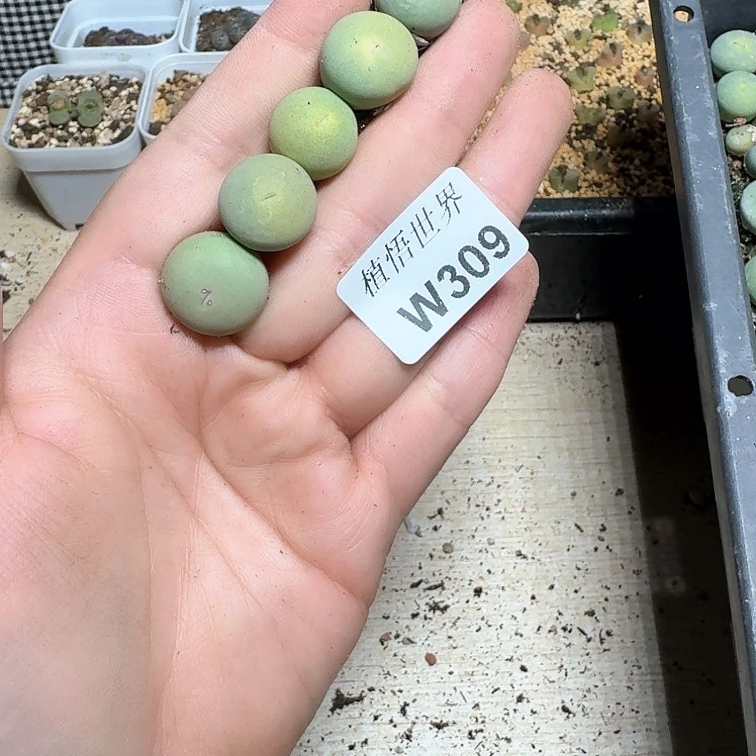 ?**u309号多肉植物哇c c