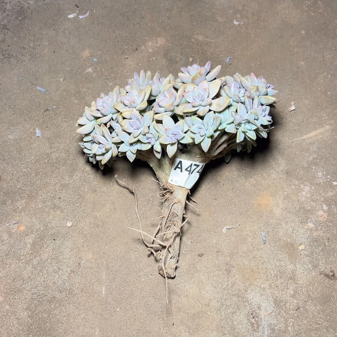 好***圈淡雪多肉一物一拍474