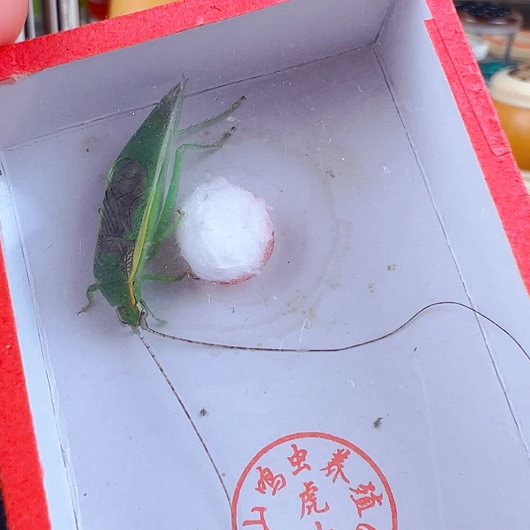 可爱的金钟一个哈哈哈