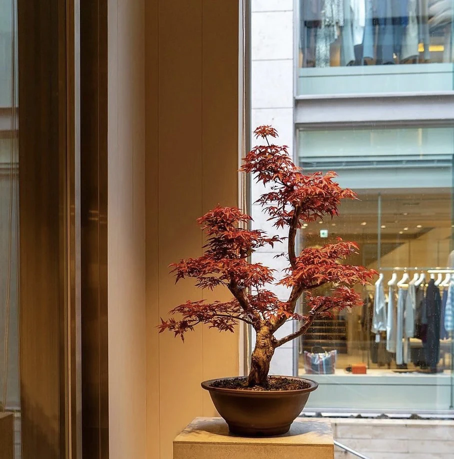 【一物一拍】精品海岛栀子花盆栽盆景庭院办公茶桌室内外阳台茶空间