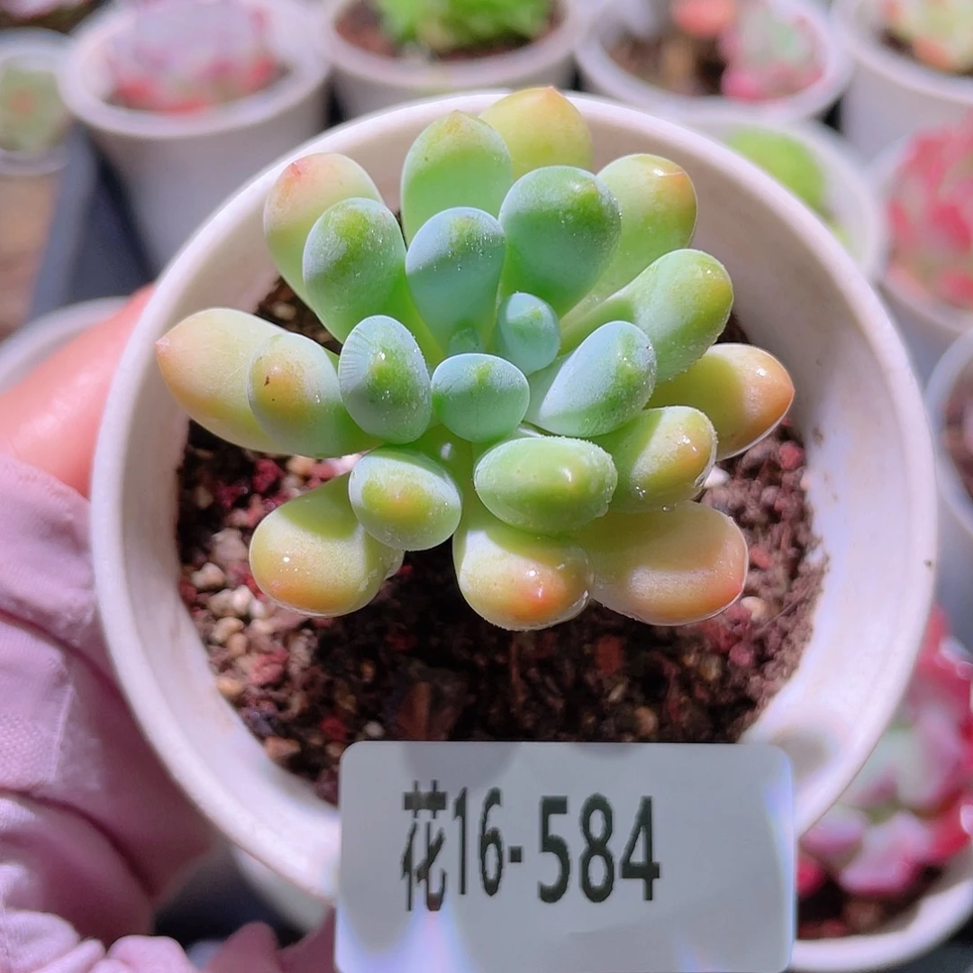 花利美16-584灯美人