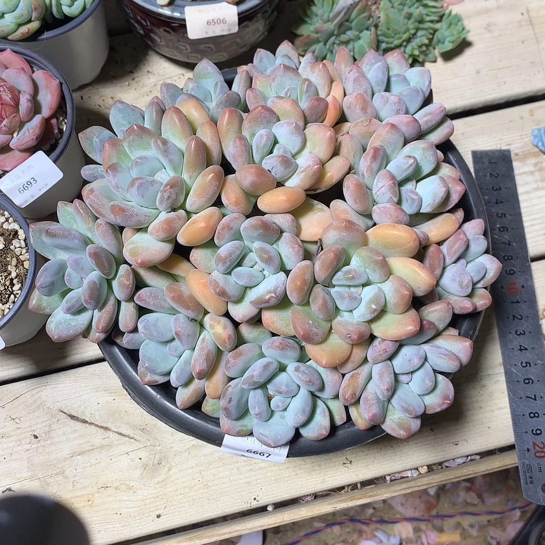 6667香水多肉一颗23厘米