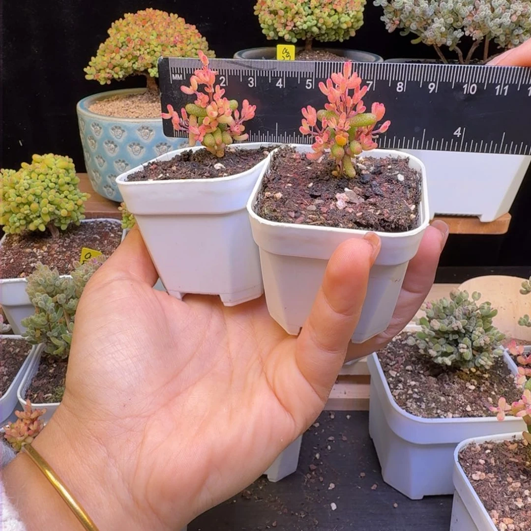 芳*a41号真飞机猪小苗两棵