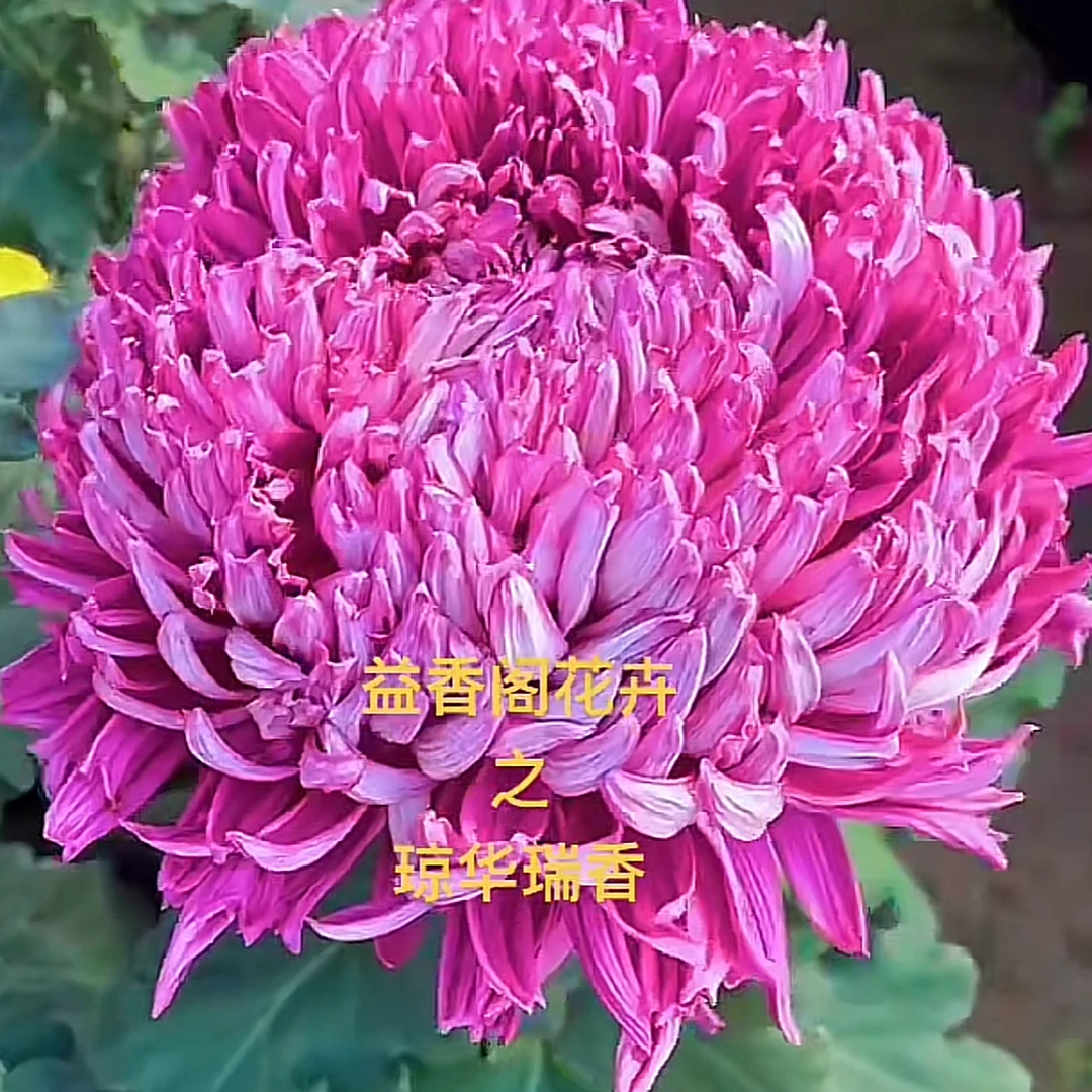 琼华瑞香菊花可阳台可地载