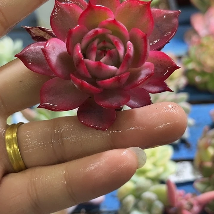 430劳伦斯锦炸多肉植物哇啦塞