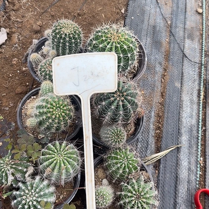 逍***客J2实生彩草20的毛花柱