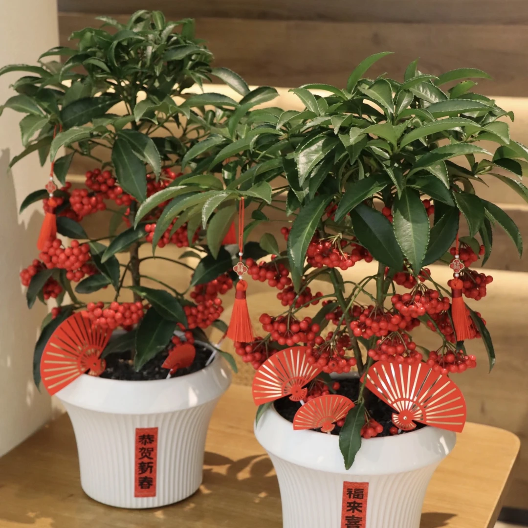 金玉满堂富贵籽盆栽耐寒耐阴观果绿植阳台室内招财花卉发货快