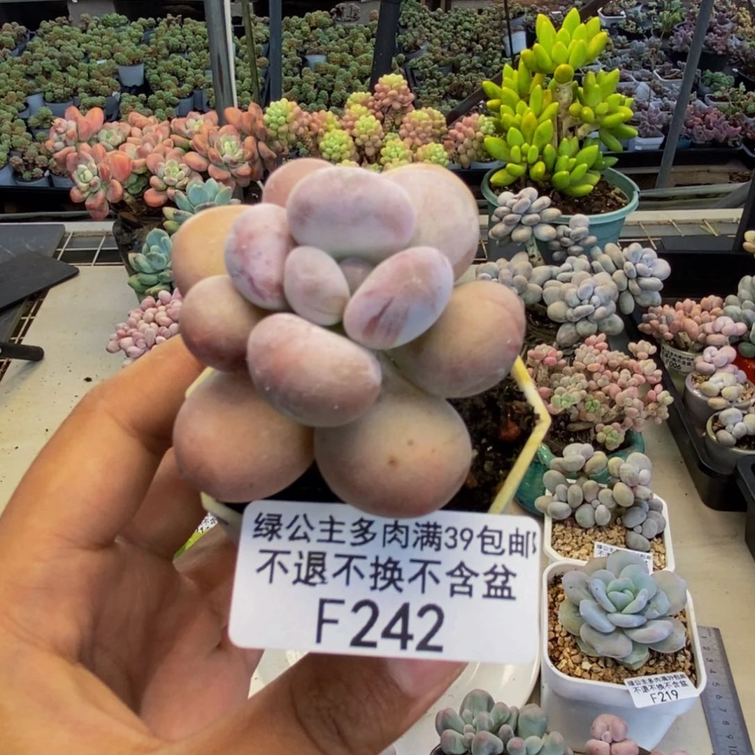 242蛋黄奶多肉肉4c m
