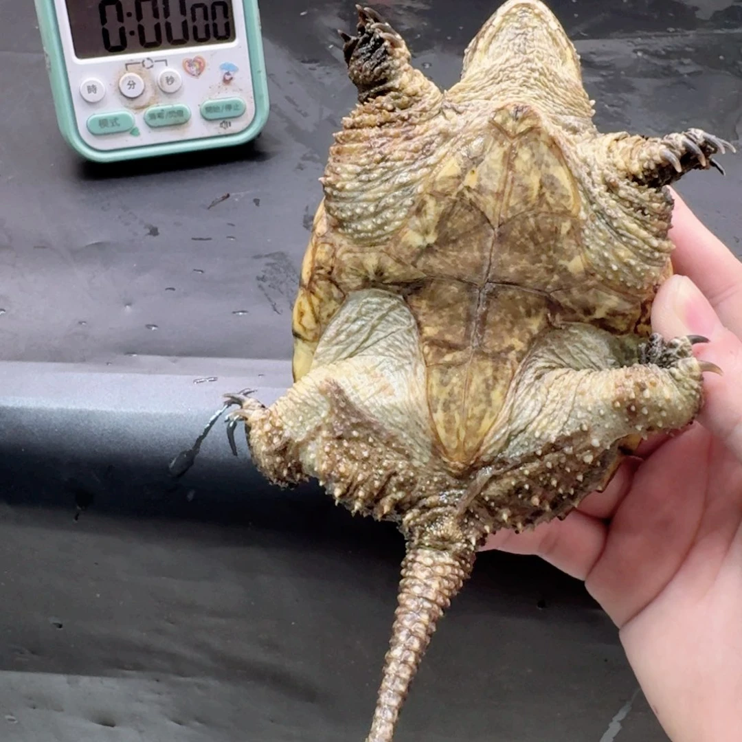 小鳄龟不分公母11