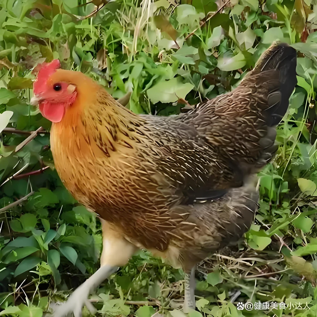 【包邮包路损】12只装  麻/羽/鸡/   青脚/   宠物鸡