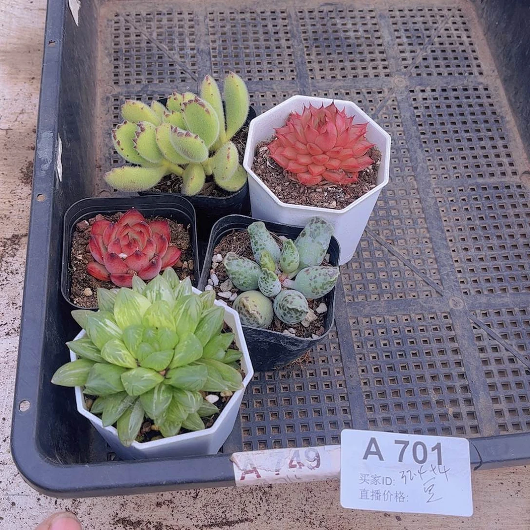 701号多肉植物多肉