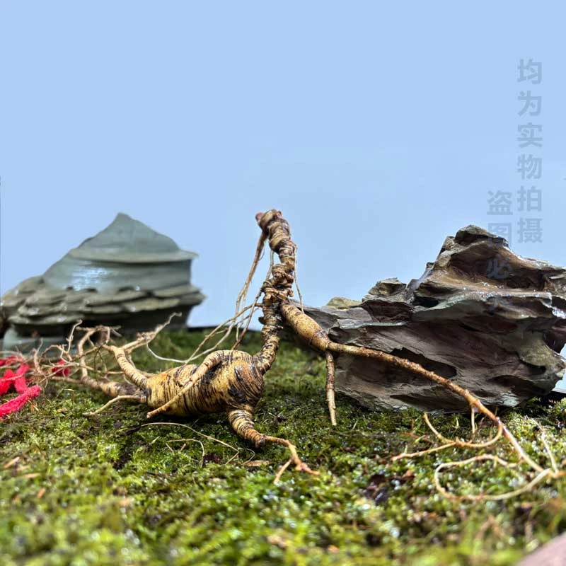 长白山林下参籽货直播专用【下单以直播实物为准】