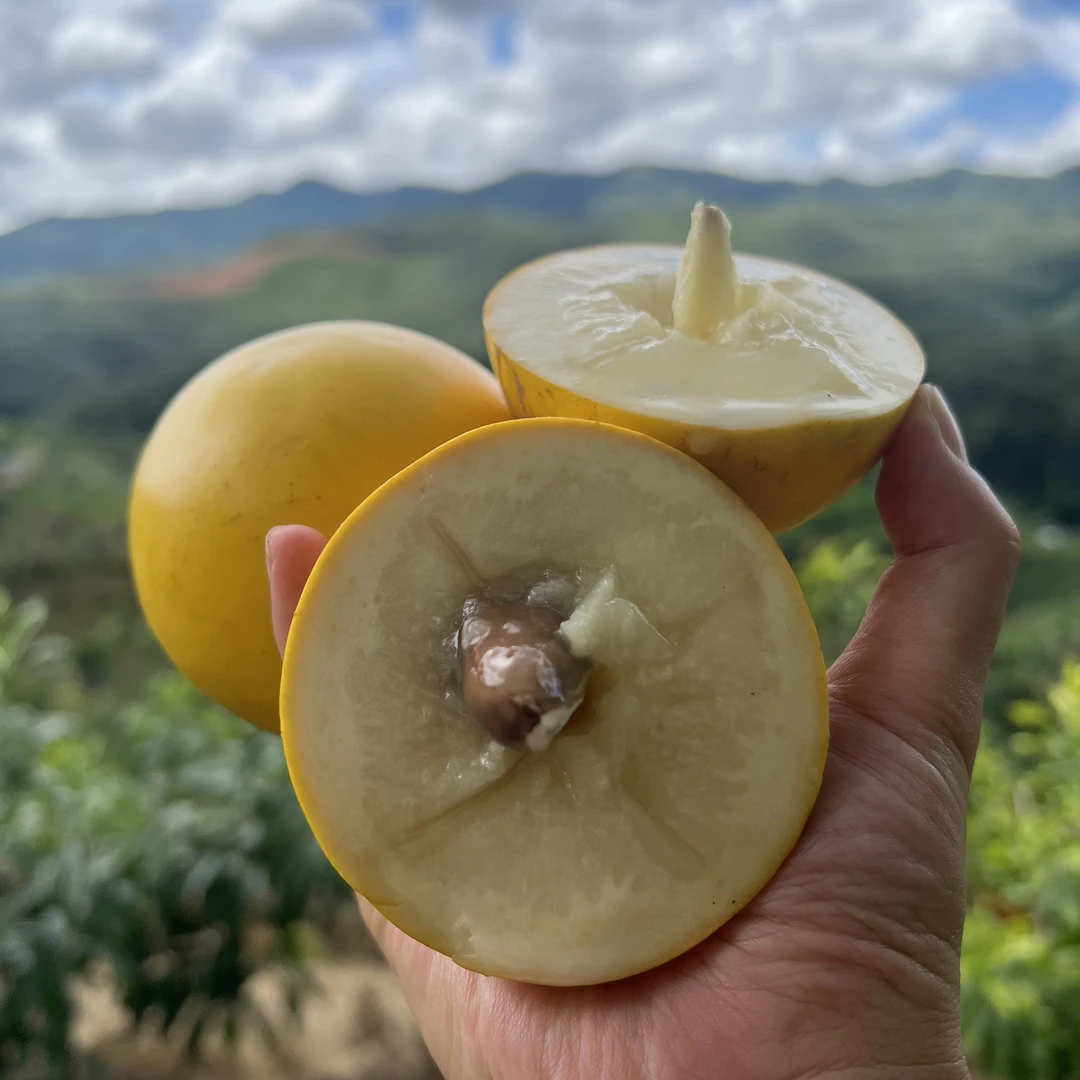 云南西双版纳黄金果黄晶果纯甜无酸收到货直接切开用勺子挖着吃甜