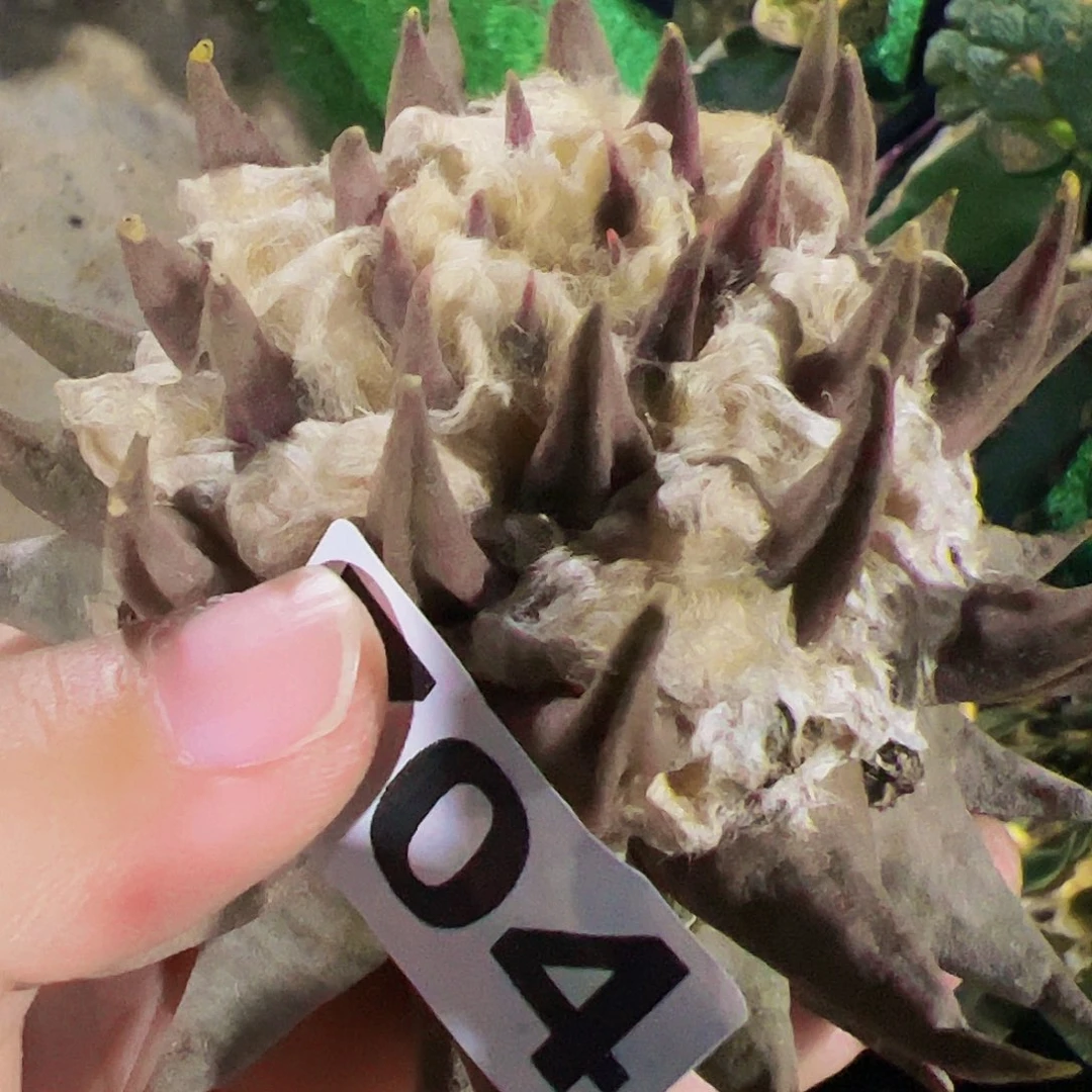 无花朵系****?落地龙芽牡丹已出根704