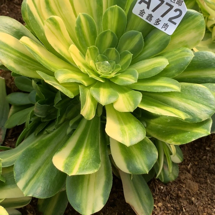 772多肉植物一物一台