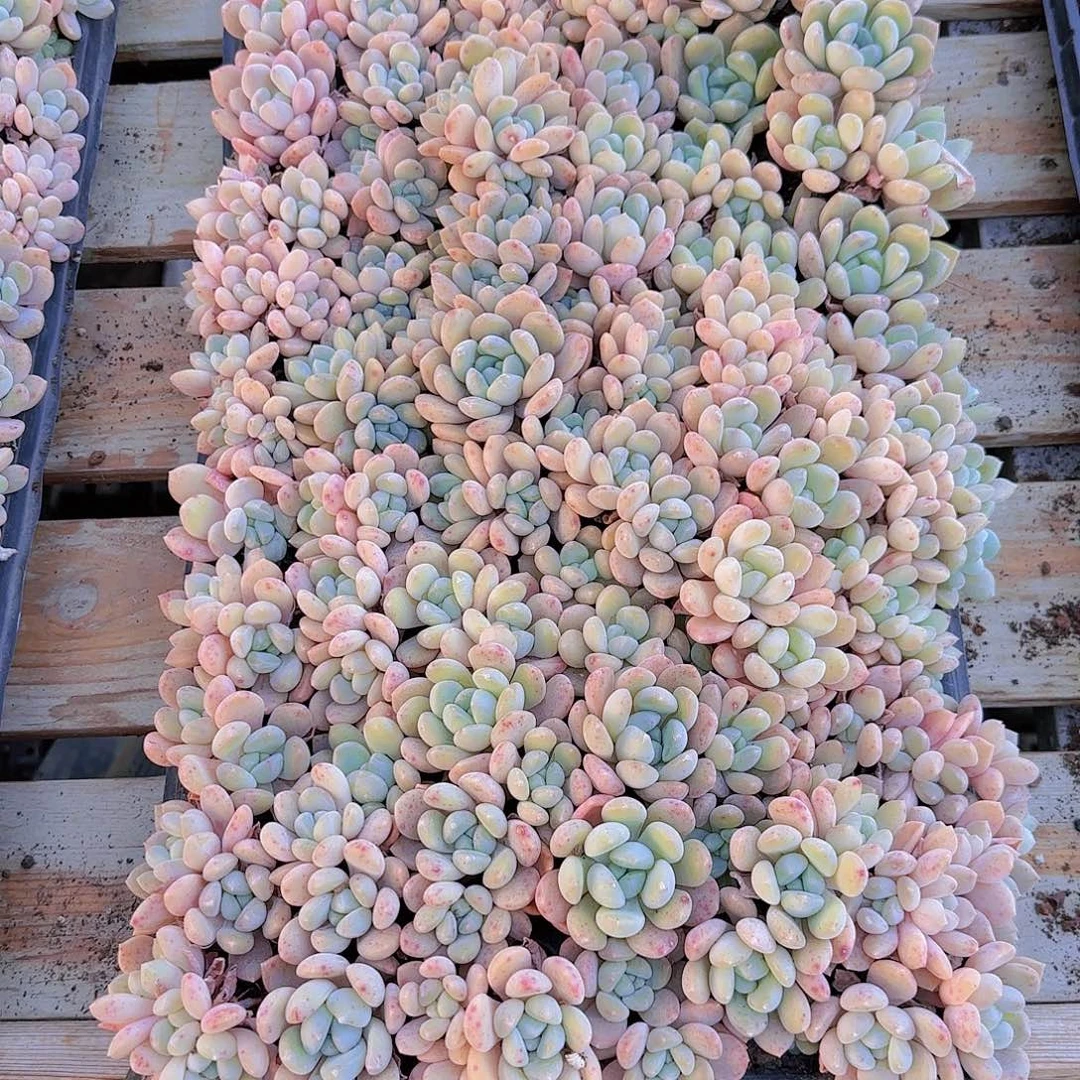 直播一物一拍多肉54