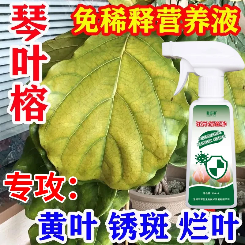 琴叶榕树叶子发黄掉叶急救专用营养液枯叶大块焦斑锈斑病直喷肥料