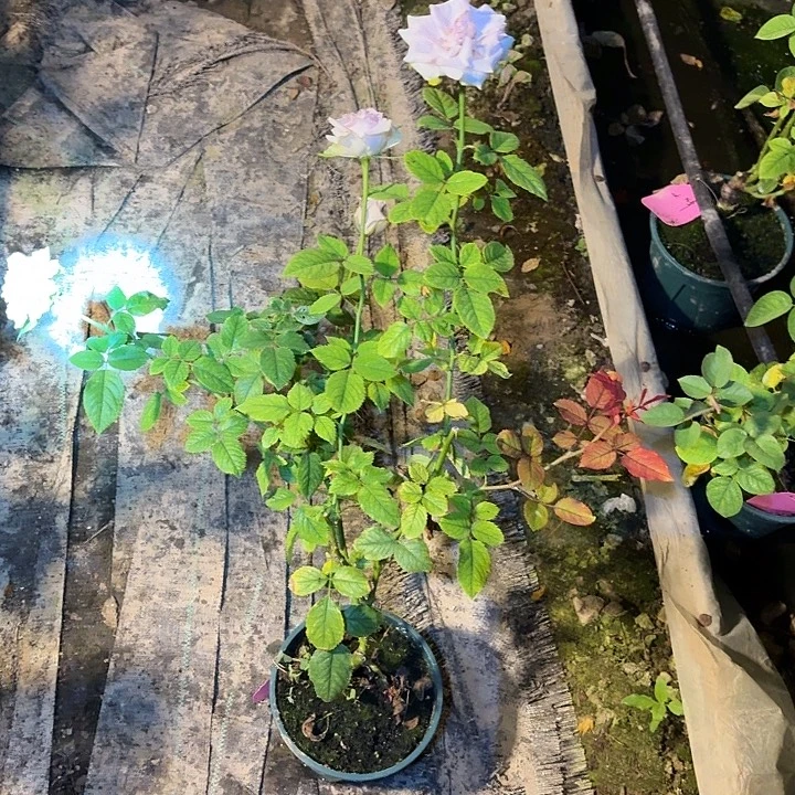 无花朵苏伊士一加