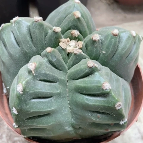 龟甲五角仙人球30米仙人球