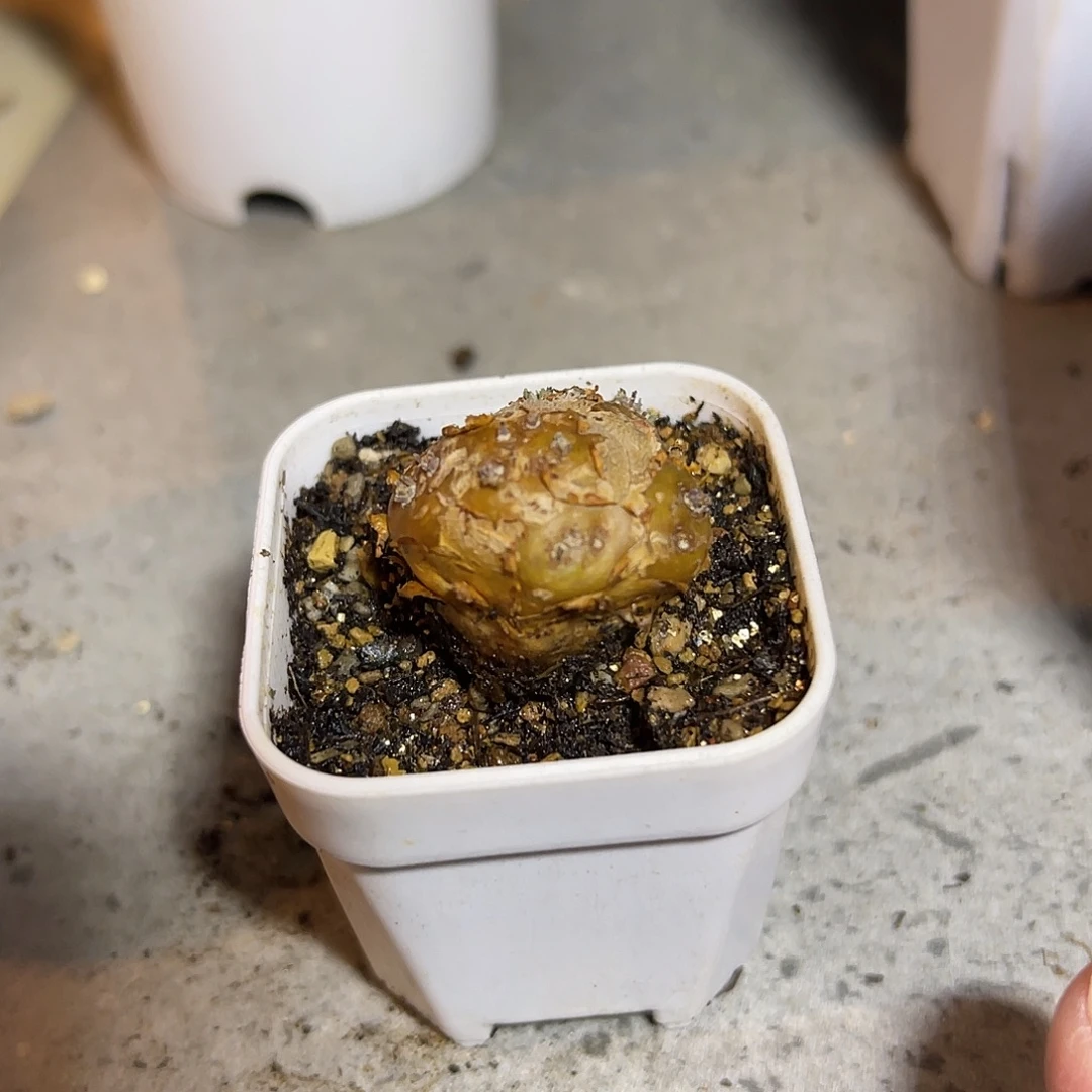 实生格加厚敦菊一物一拍