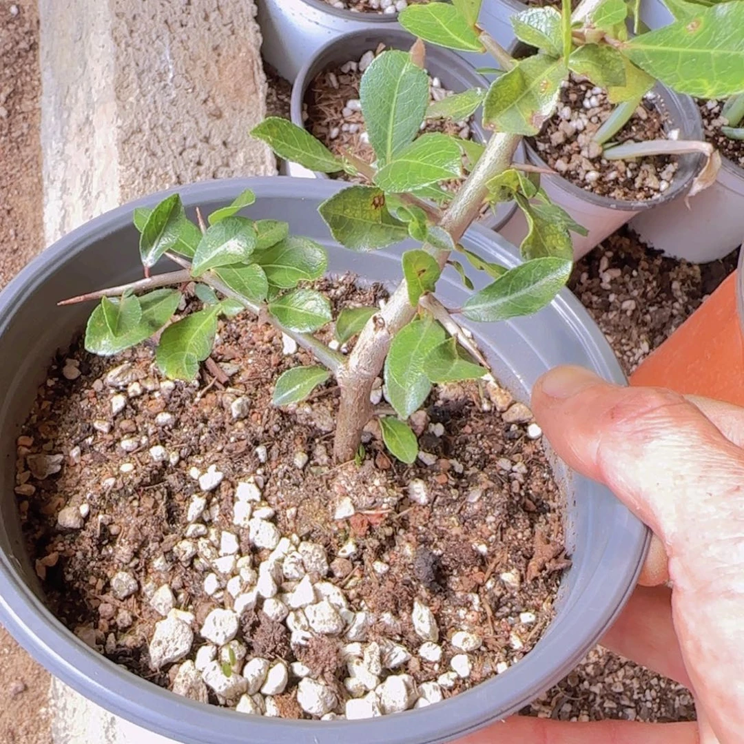 ****迪无花朵块根植物块根植物块根植物