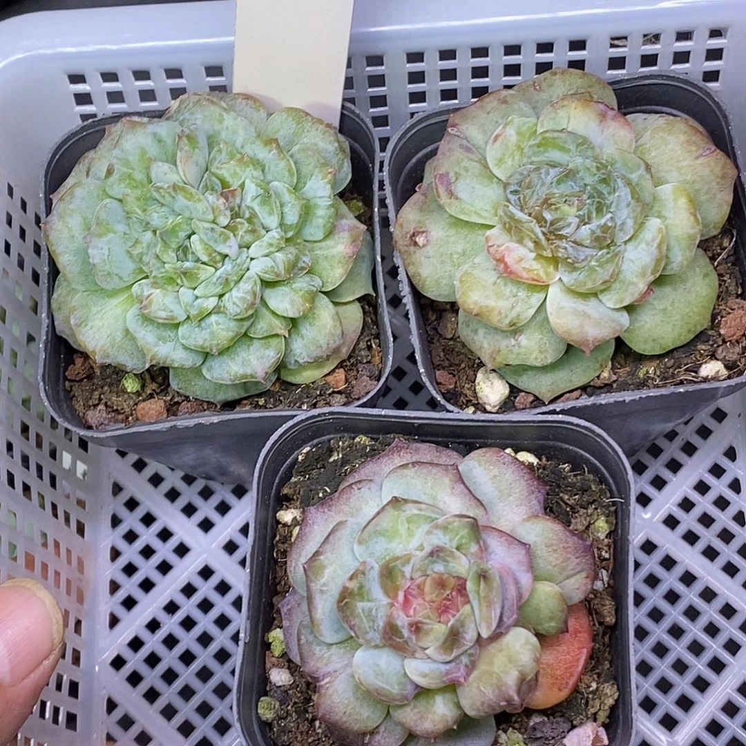 6号一筐3颗糖心石化多肉植物