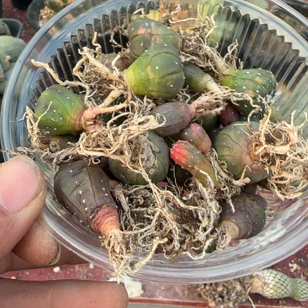 无花朵一堆实生兜锦209