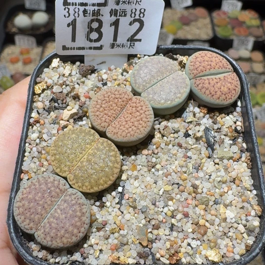 Sssss精品生石花1812