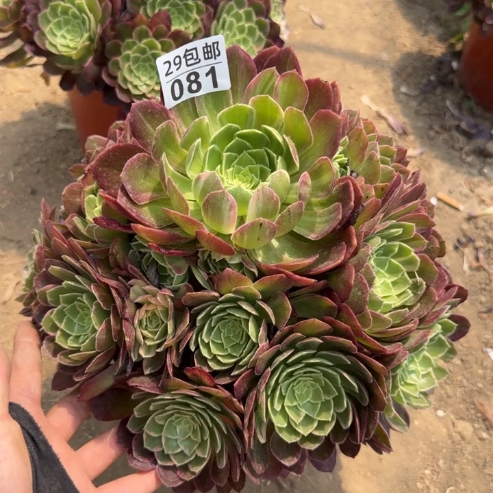 万花筒……多肉植物……